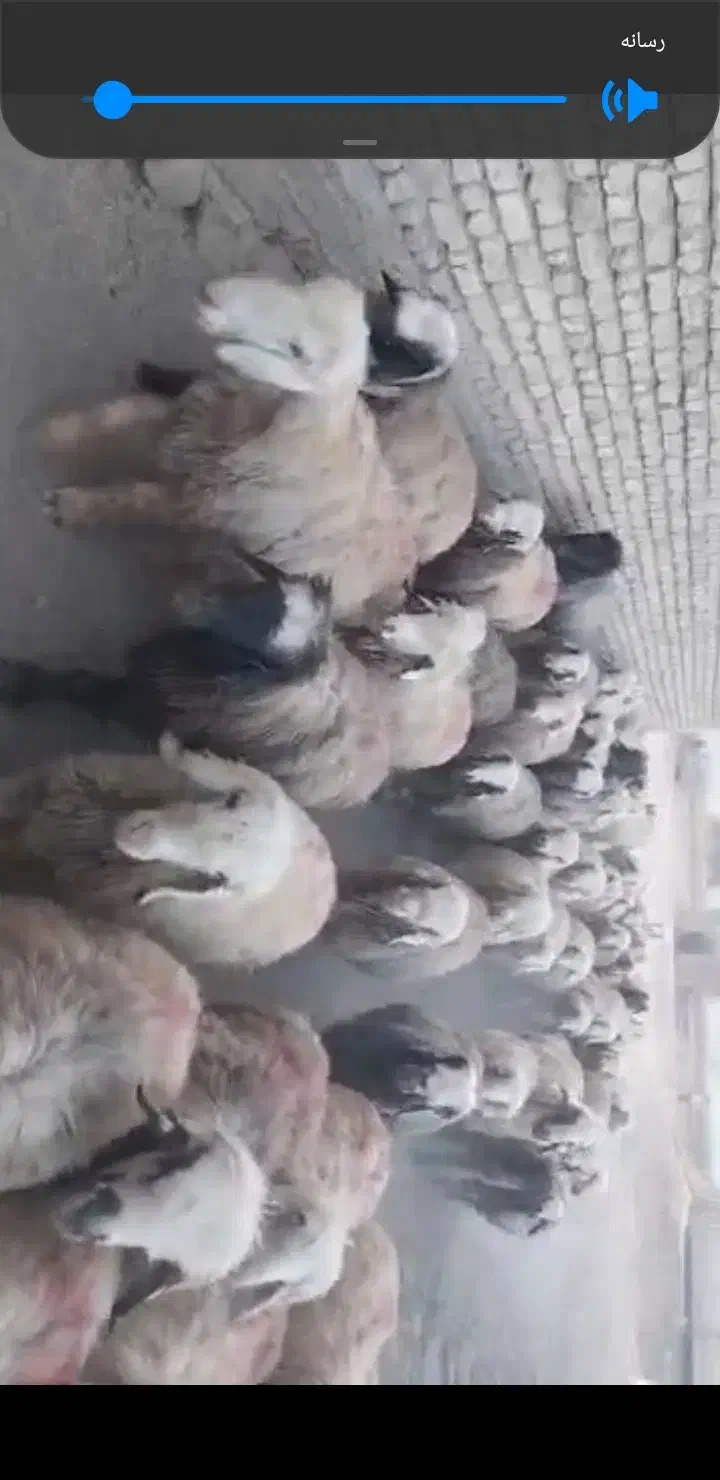 میش بختیاری|حیوانات مزرعه|خانمیرزا, |دیوار