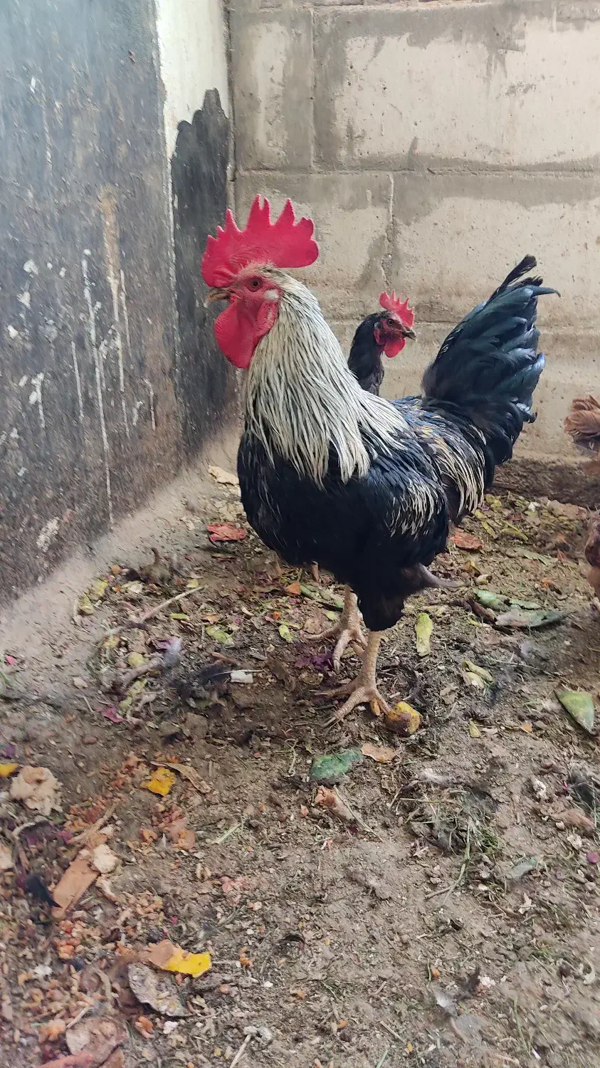 خروس فروشی|حیوانات مزرعه|بروجن, |دیوار