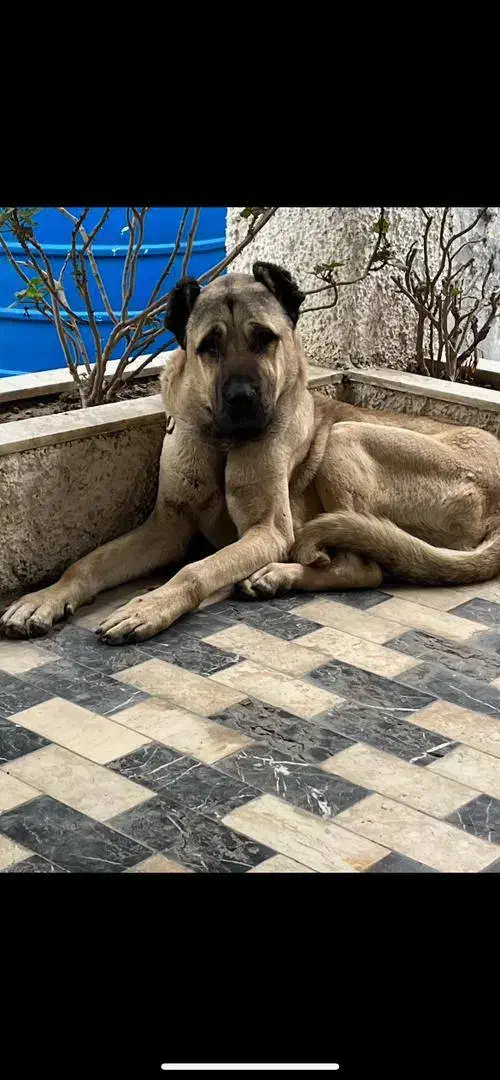 سگ کانگال|سگ|نوشهر, |دیوار