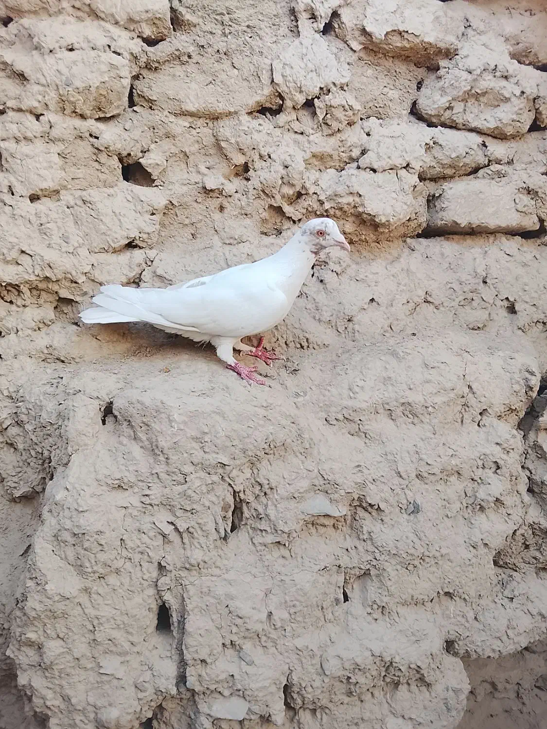 کبوتر کله زرد|پرنده|سراوان, |دیوار