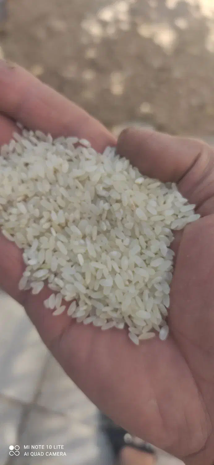 برنج کامفیروز|خوردنی و آشامیدنی|کر, |دیوار