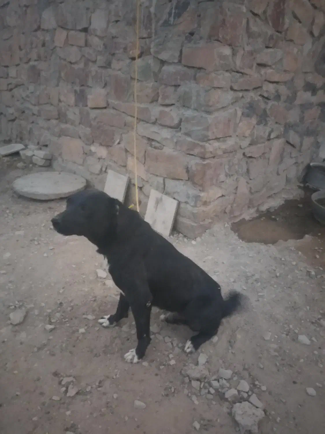 سگ نگهبان|سگ|تفرش, |دیوار