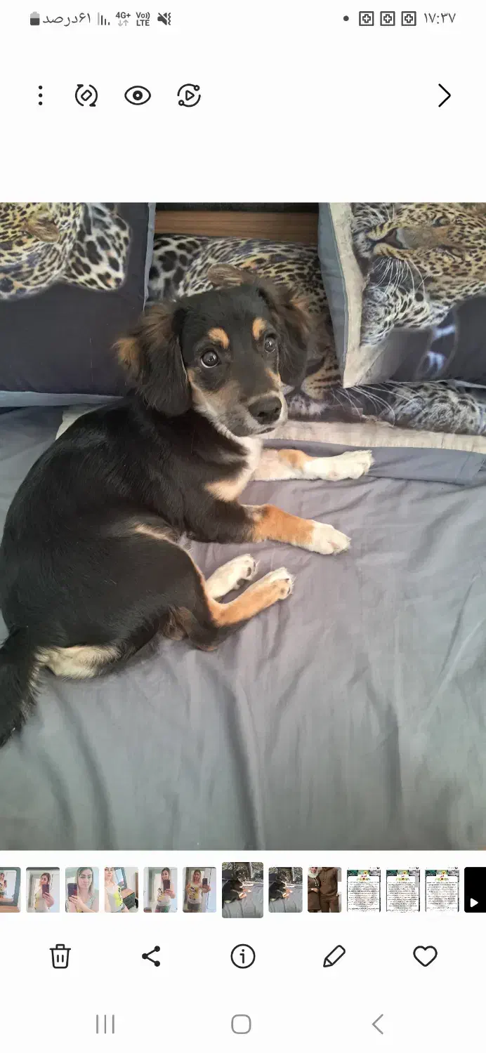 توله|سگ|کرج, فاز ۴ مهرشهر|دیوار