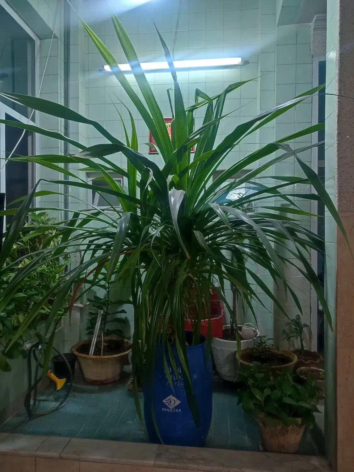 گلدان بزرگ وشیک|گل و گیاه طبیعی|یزد, |دیوار