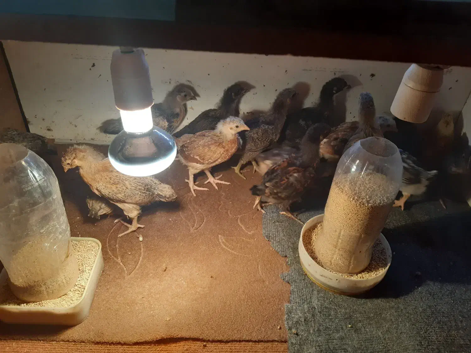 جوجه یک ماهه|حیوانات مزرعه|رشت, شهرک آیت الله منتظری|دیوار