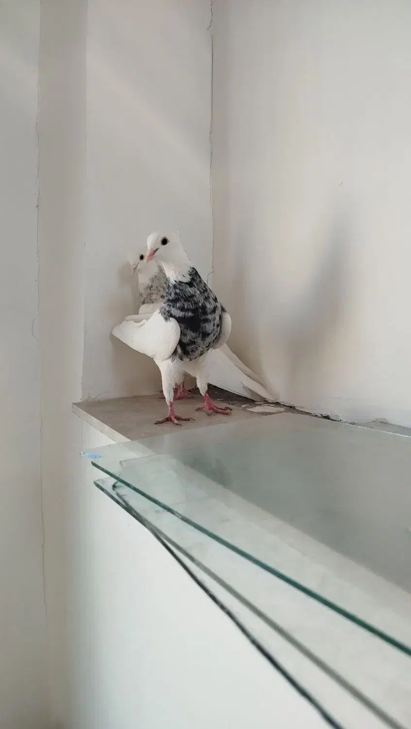 نرو ماده طوقی بسیار عالی|پرنده|ابهر, |دیوار