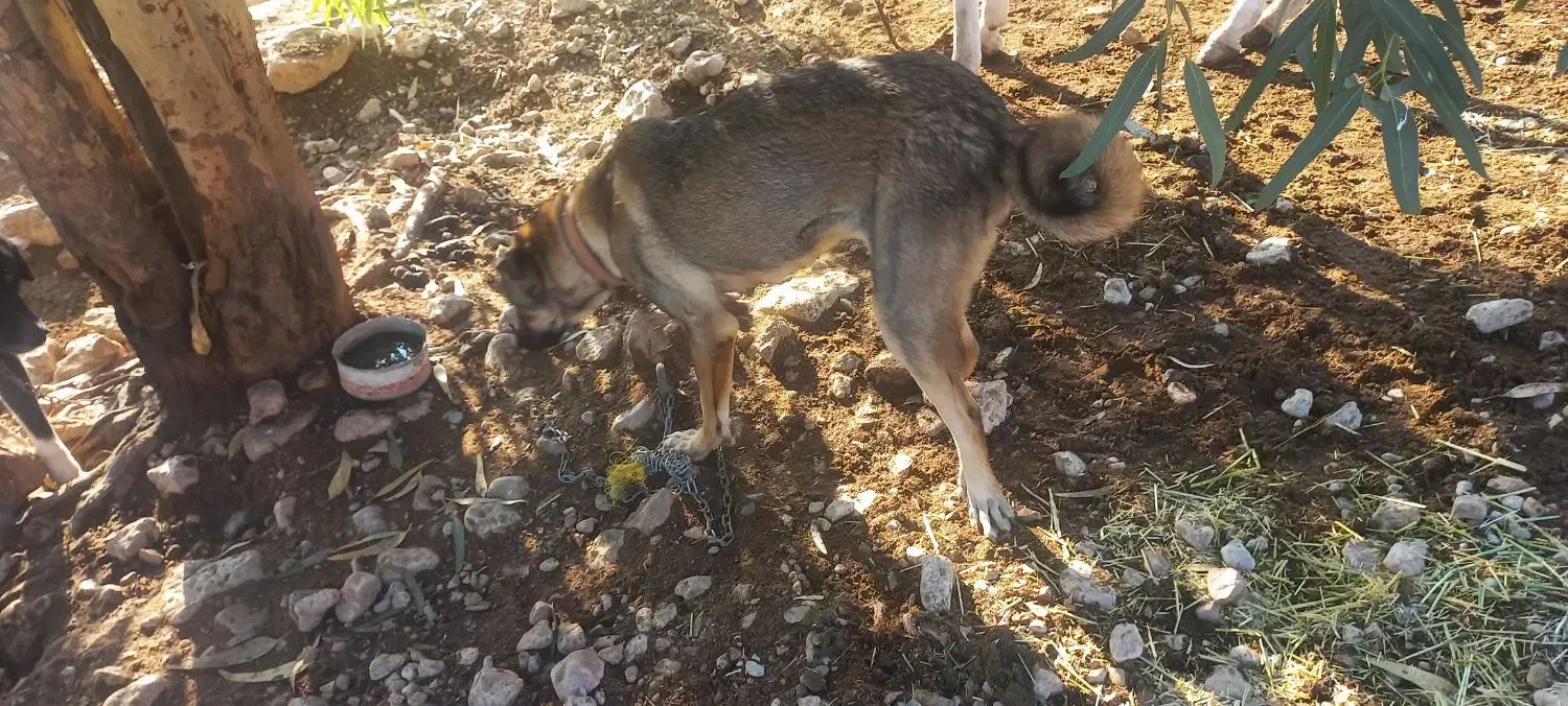 سگ پزدر|سگ|سیروان, |دیوار