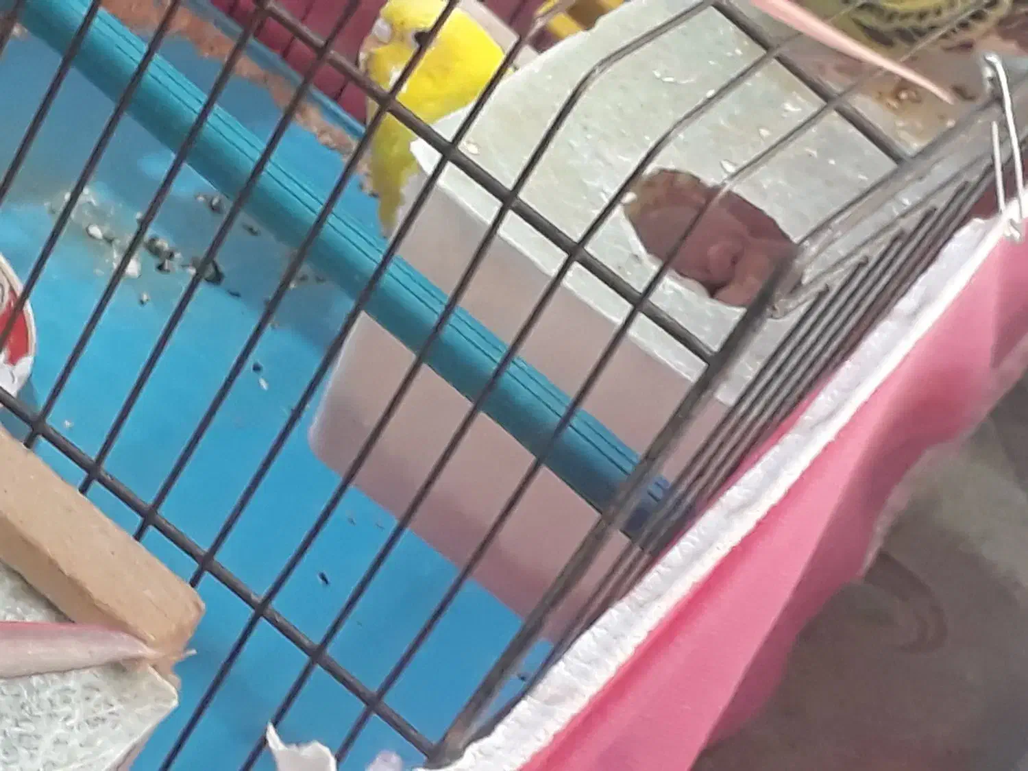 مرغ عشق|پرنده|محمدیه-قزوین, |دیوار