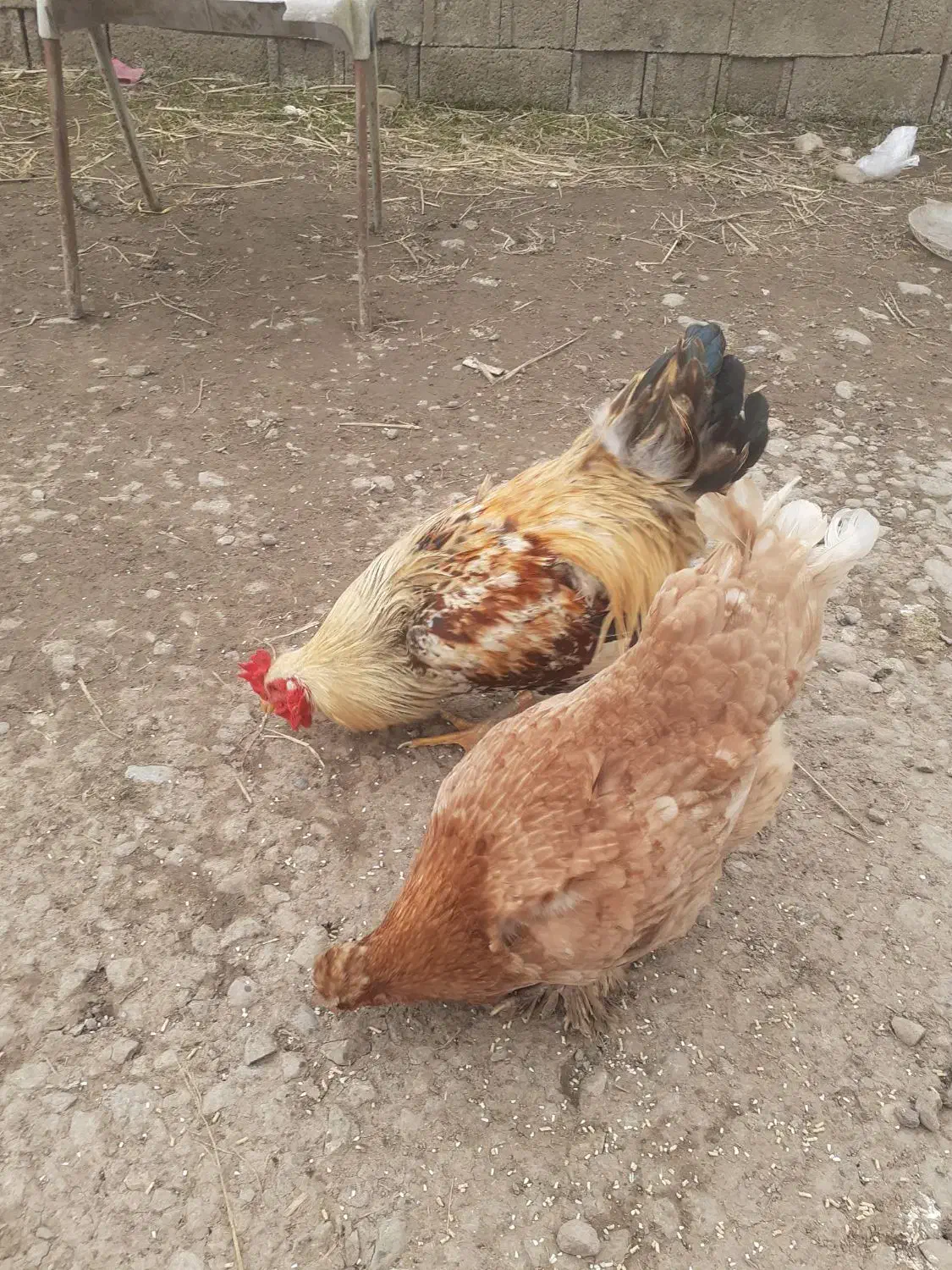 مرغ و خروس|حیوانات مزرعه|رشت, بازار|دیوار