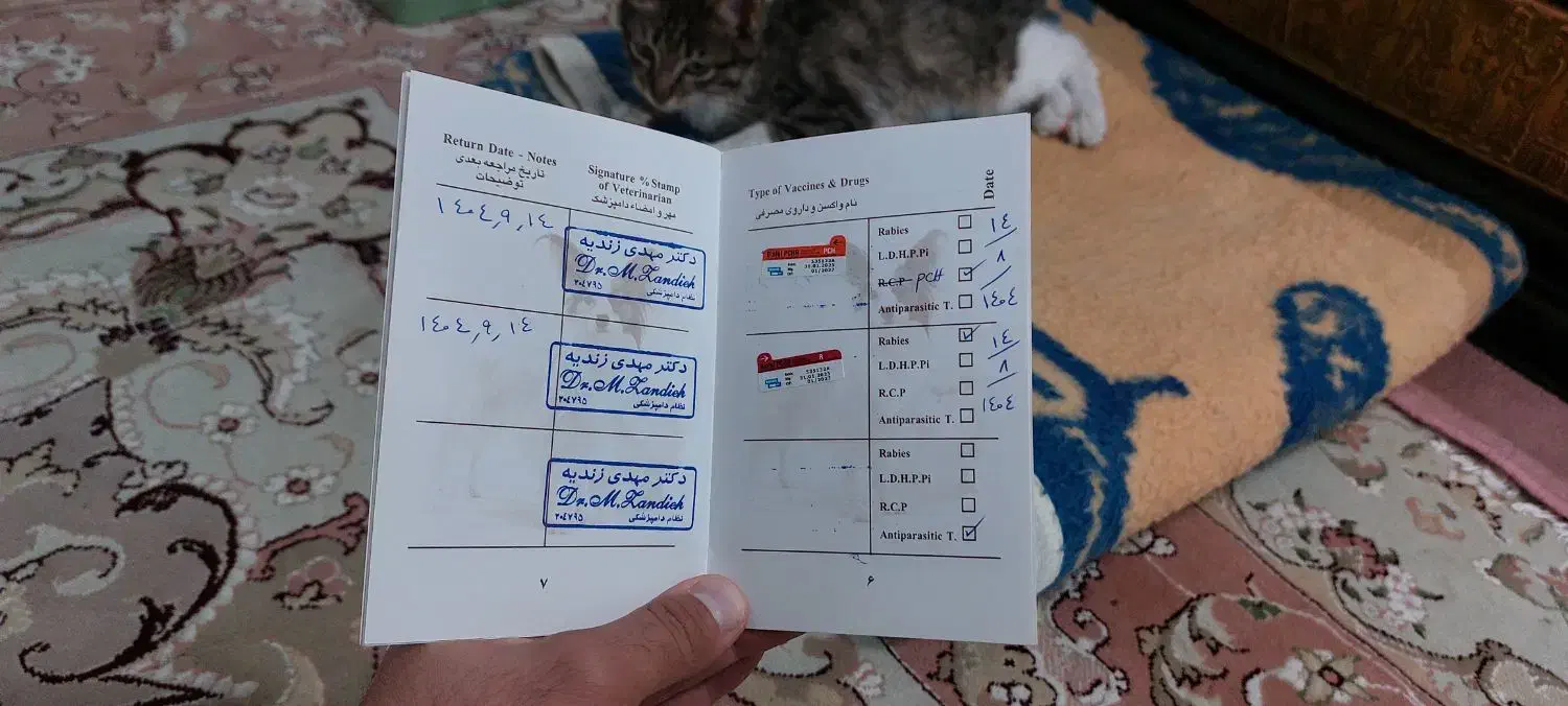 بچه گربه شناسنامه دار واکسیناسون شده|گربه|محمدشهر, جعفرآباد|دیوار