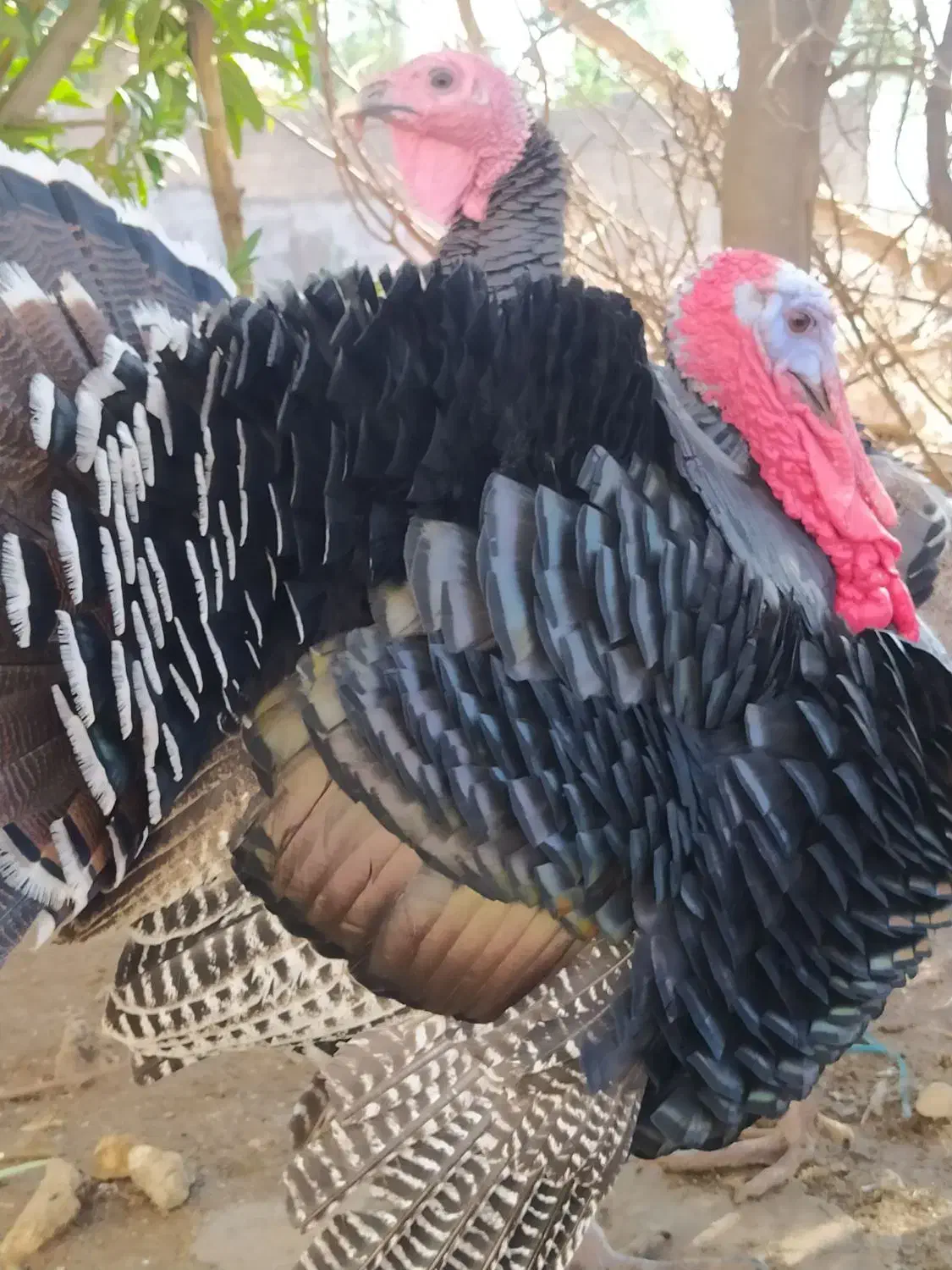 بوقلمون|حیوانات مزرعه|اندیمشک, |دیوار