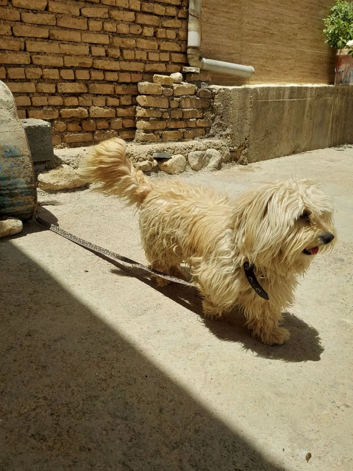 سگ پاپی|سگ|جونقان, |دیوار