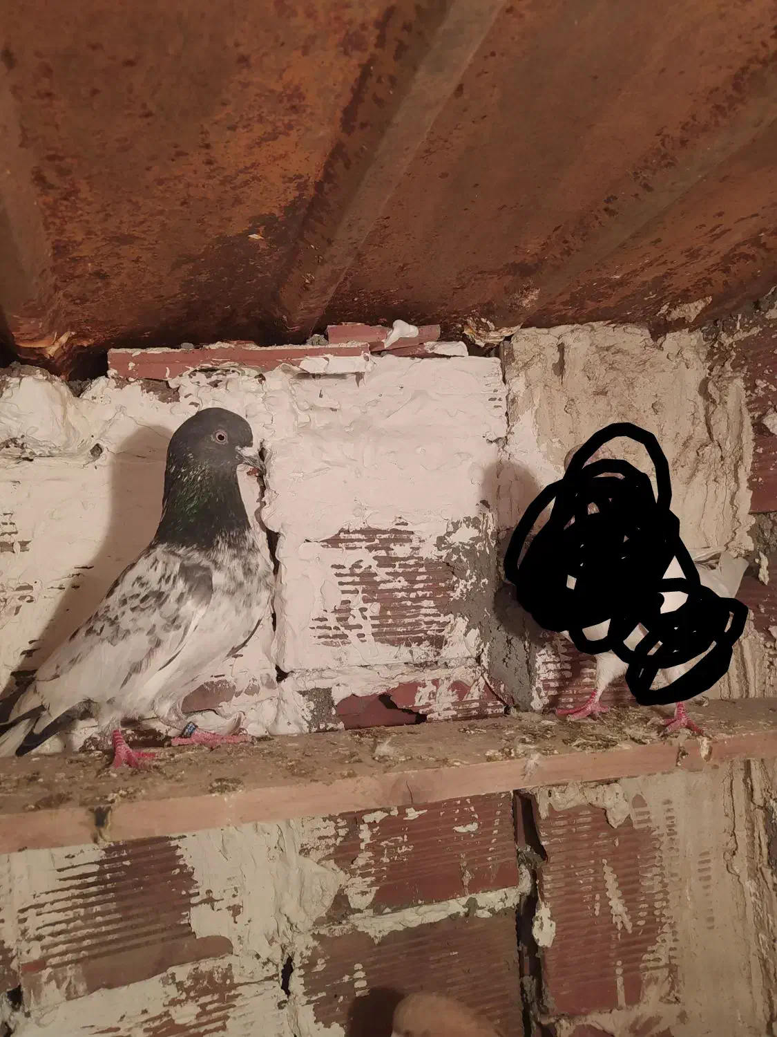 سپه نر|پرنده|اردبیل, |دیوار