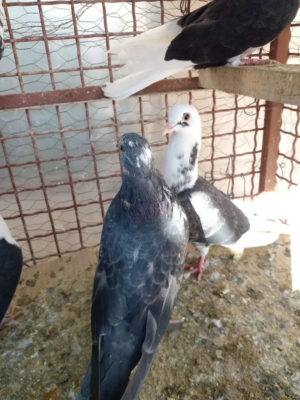 پرنده|پرنده|سمنان, |دیوار