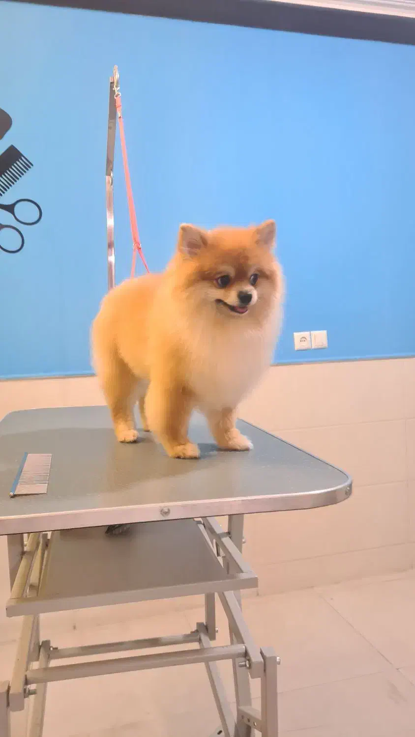 آرایشگر حیوانات خانگی|خدمات آرایشگری و زیبایی|ساوه, |دیوار