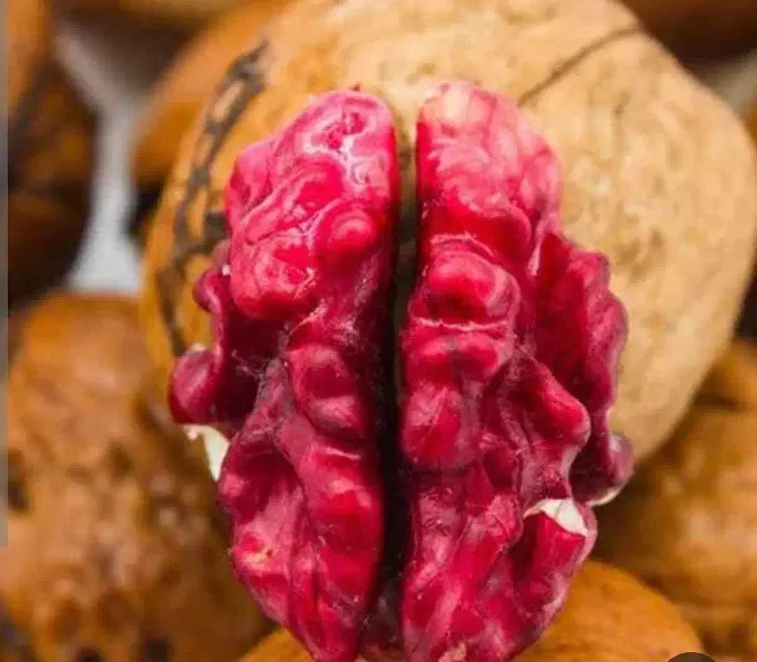 گردو لیورمور|خدمات باغبانی و درختکاری|قره ضیاالدین, |دیوار