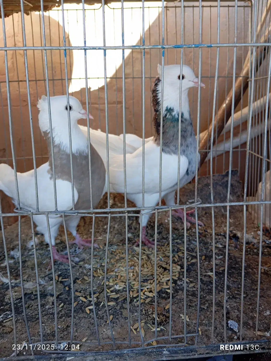 اندکا سیتی|پرنده|اندیکا, |دیوار