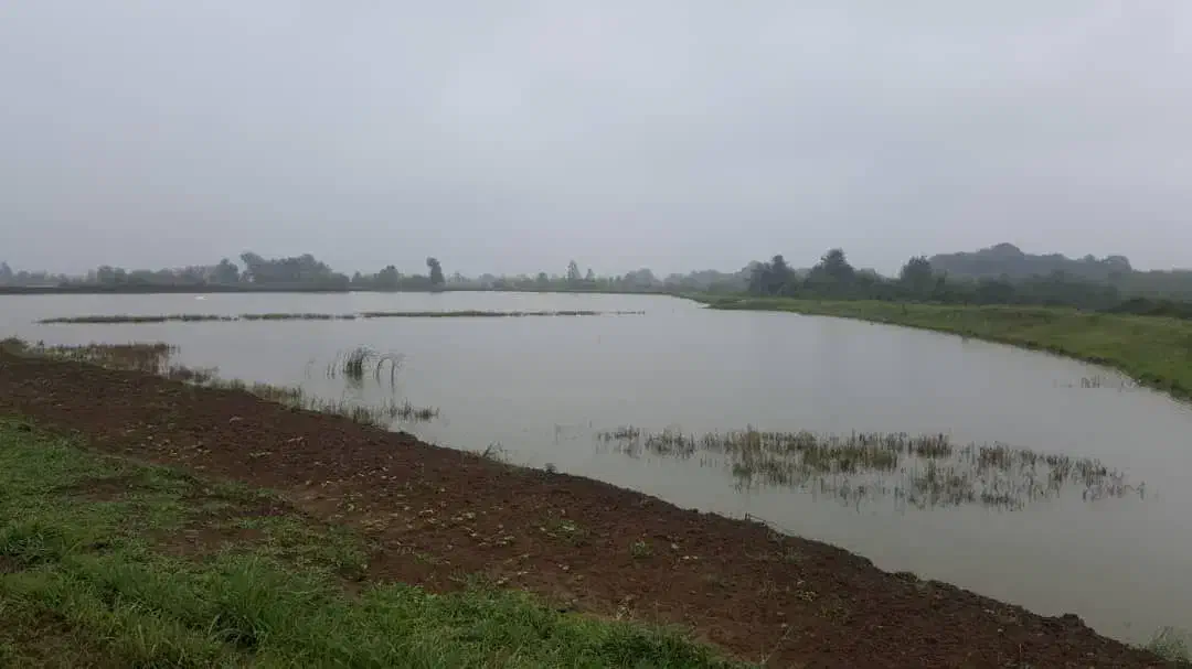 ۳۰ هکتار استخر ماهی کنار جاده ماسوله فروش متری ۷۵۰|فروش دفتر صنعتی، کشاورزی، تجاری|دماوند, دماوند|دیوار