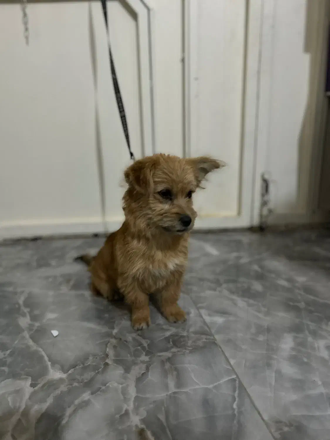 سگ پا کوتاه|سگ|اهر, |دیوار