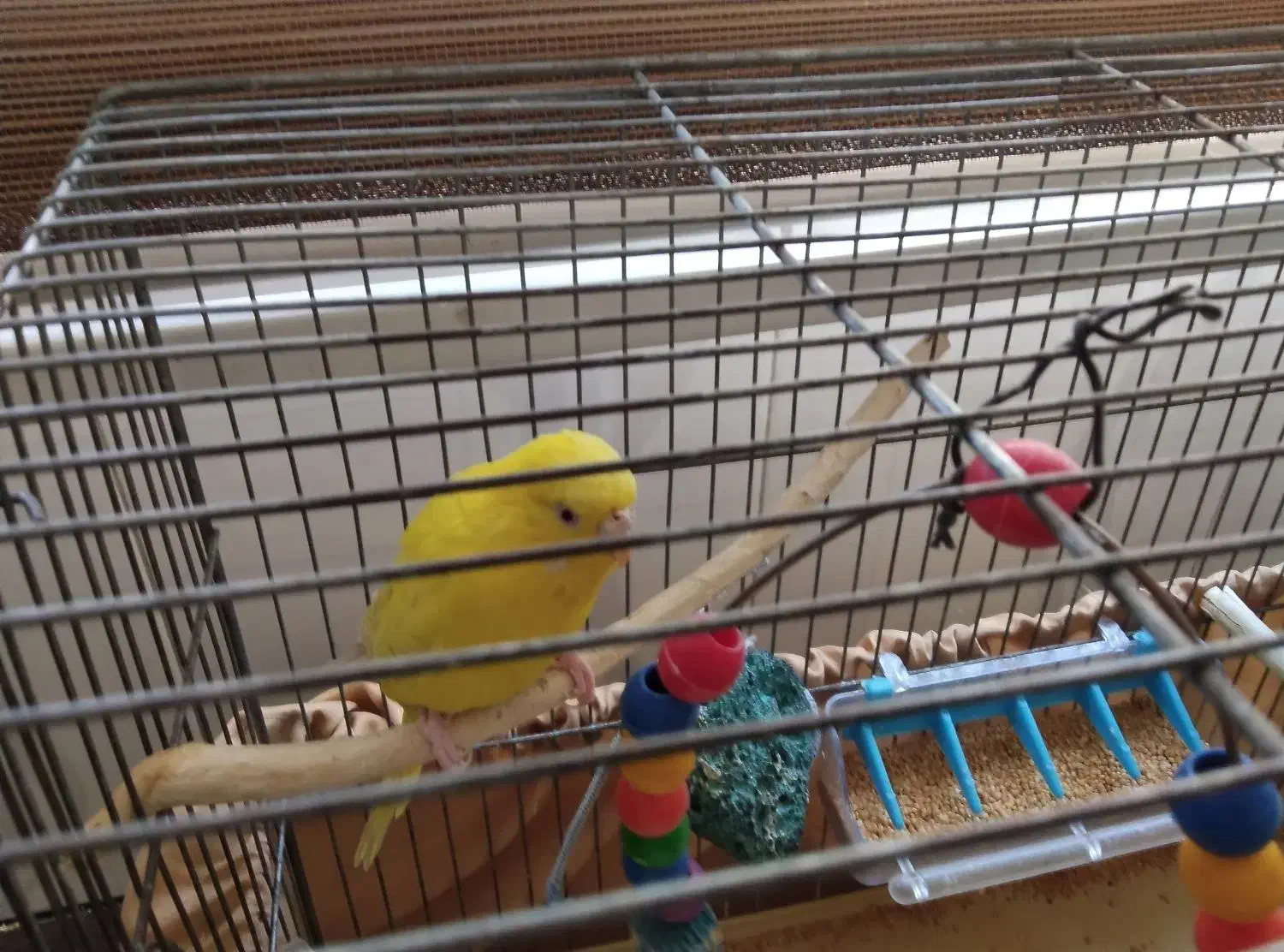 مرغ عشق تک|پرنده|کهریزک, |دیوار