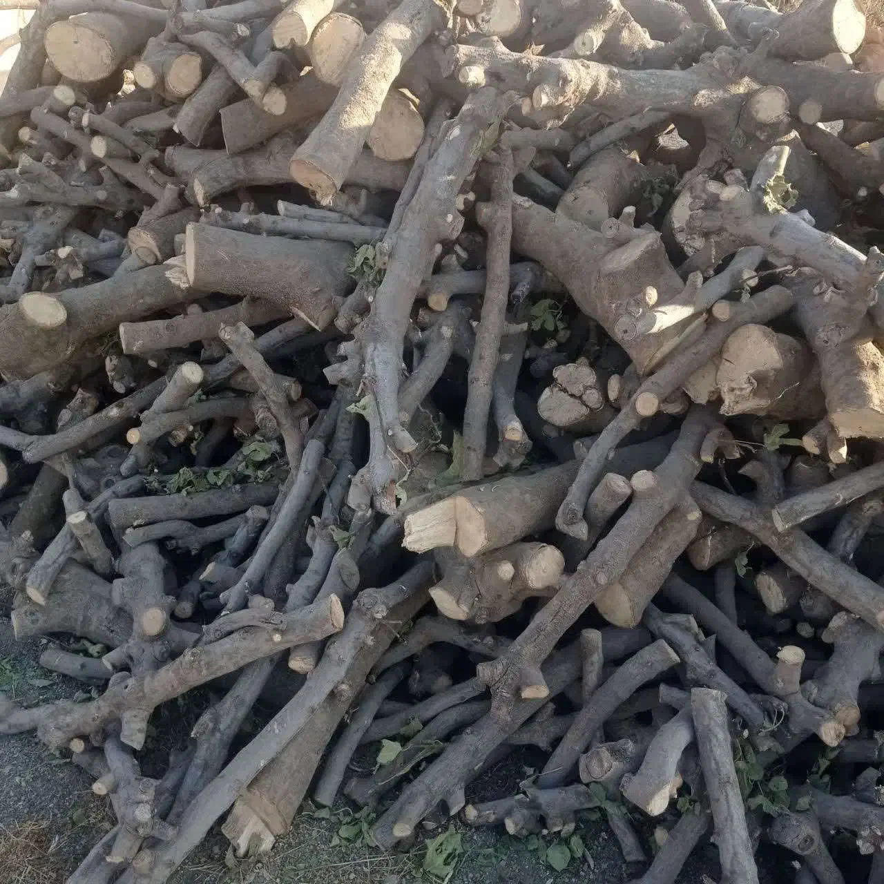 ذغال انجیر|فروشگاه و مغازه|مهاجران, |دیوار