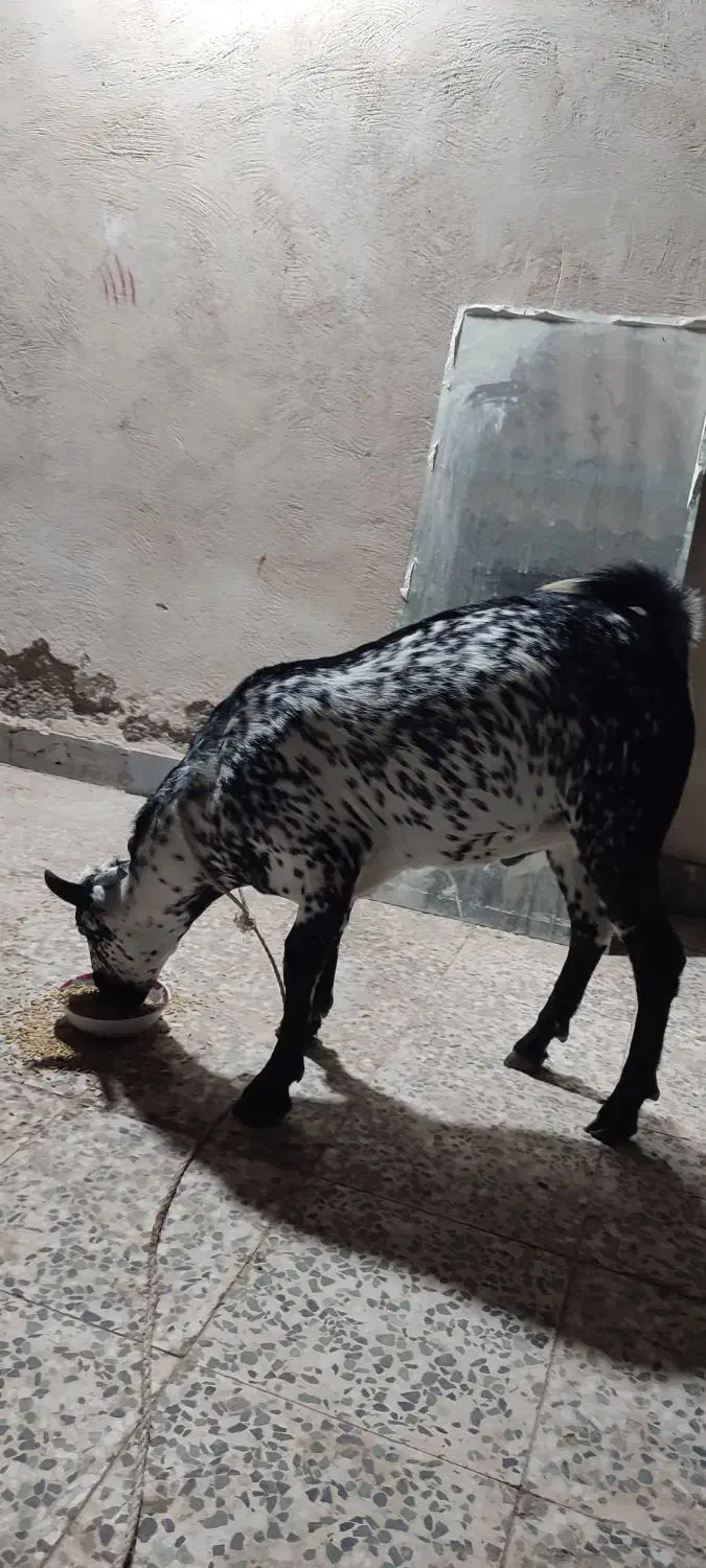 کهره نر|حیوانات مزرعه|بندرعباس, |دیوار