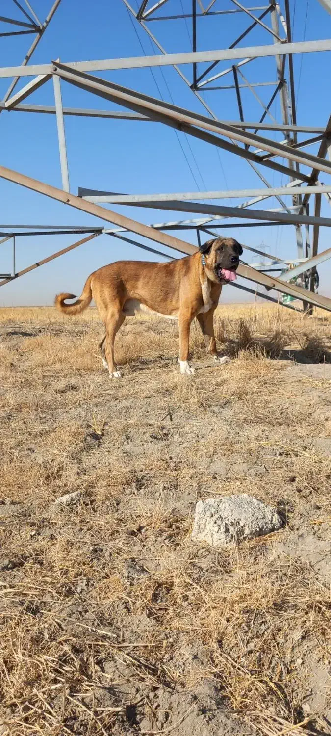 توله سگ سرابی|سگ|کبودرآهنگ, |دیوار