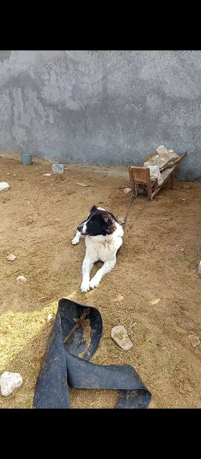 قدرجونی|سگ|لامرد, |دیوار