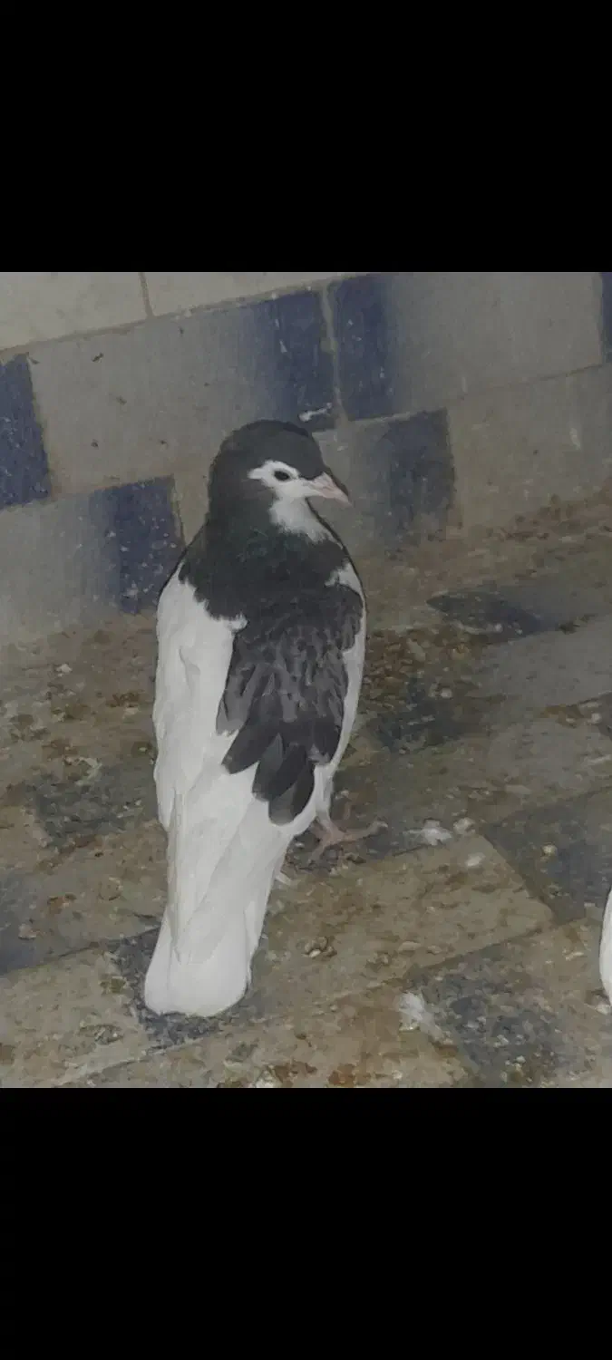 جوانه خال مگسی|پرنده|تربت جام, جامی|دیوار