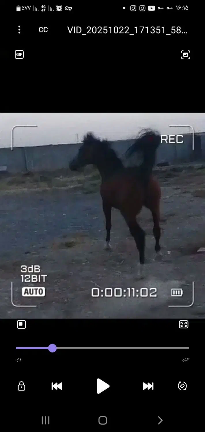 نریان ۳ساله عرب  خالص کره اسکایپ|اسب و تجهیزات اسب‌سواری|اراک, |دیوار