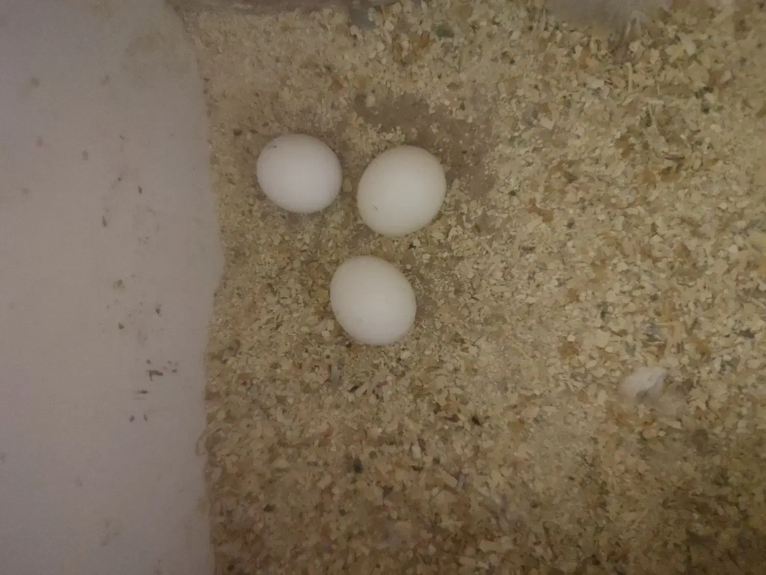 زندگی|فعالیت داوطلبانه تحقیقاتی|قزوین, |دیوار