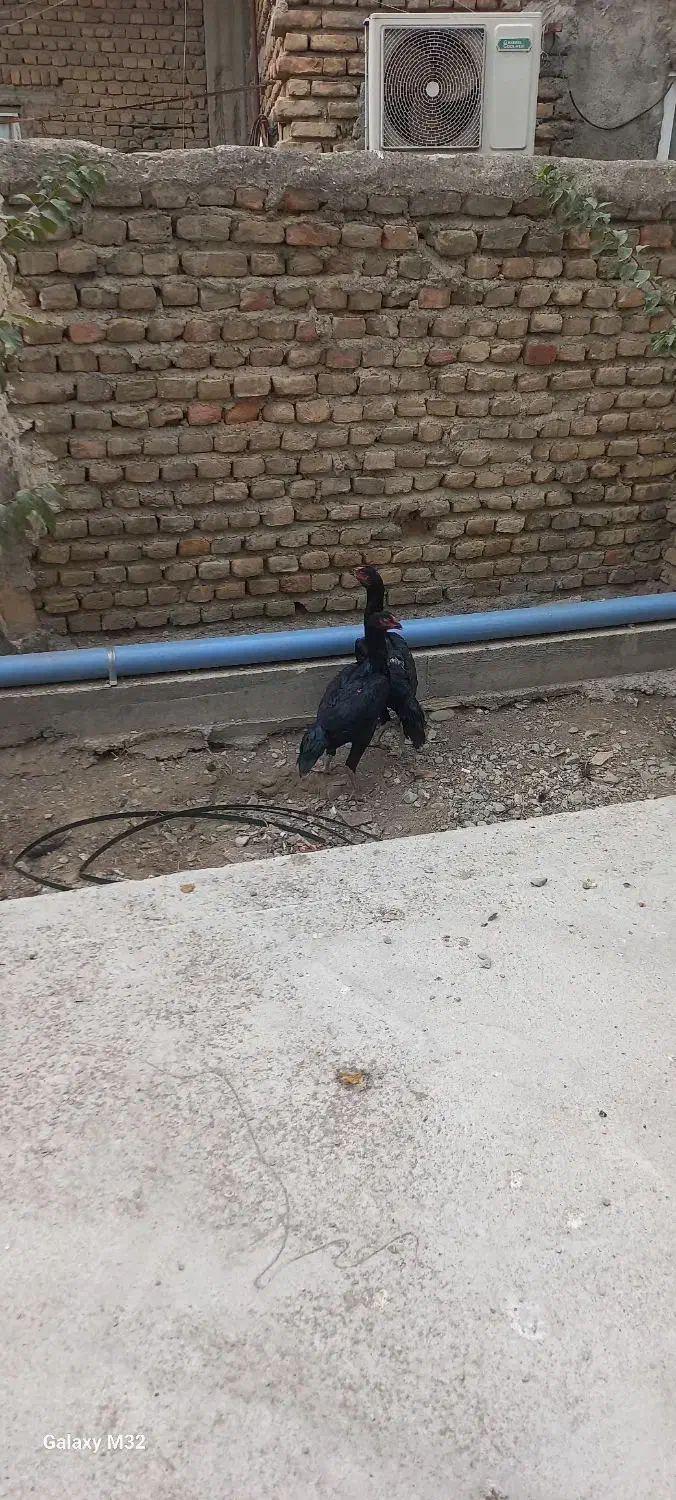 خوروس و لاری|حیوانات مزرعه|بندر ترکمن, |دیوار