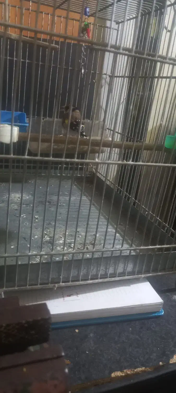 سره گل قفل حربه کلنگی|پرنده|تهران, هاشم‌آباد|دیوار