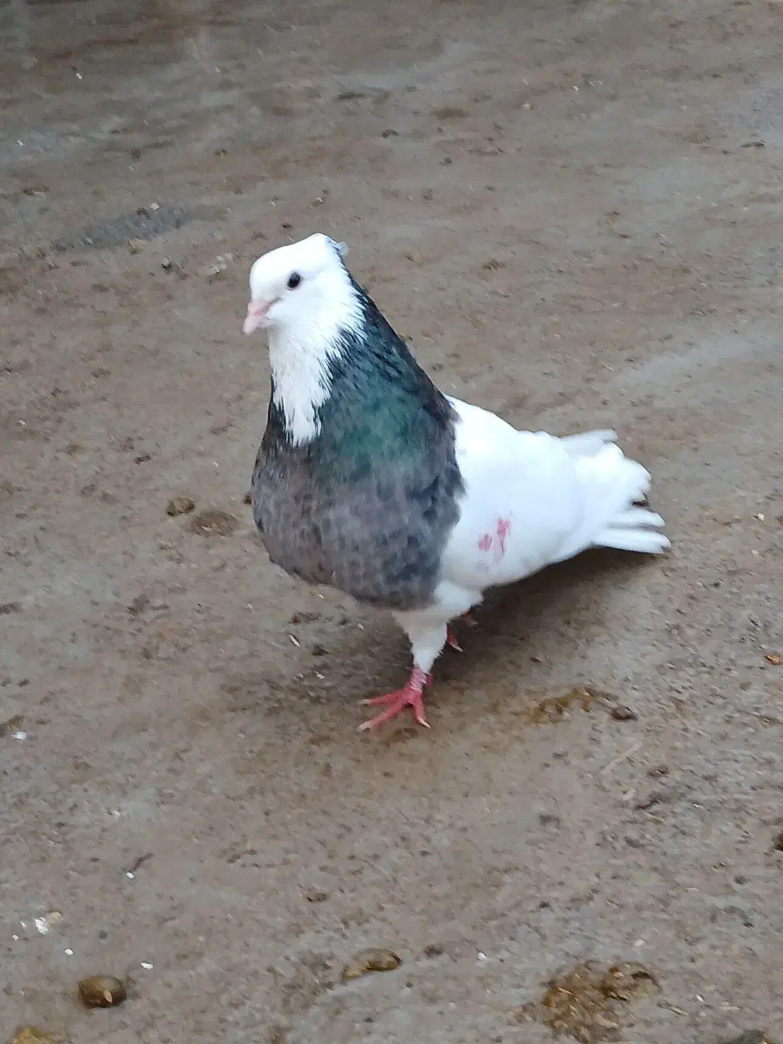 طوقی|پرنده|ماهیدشت, |دیوار