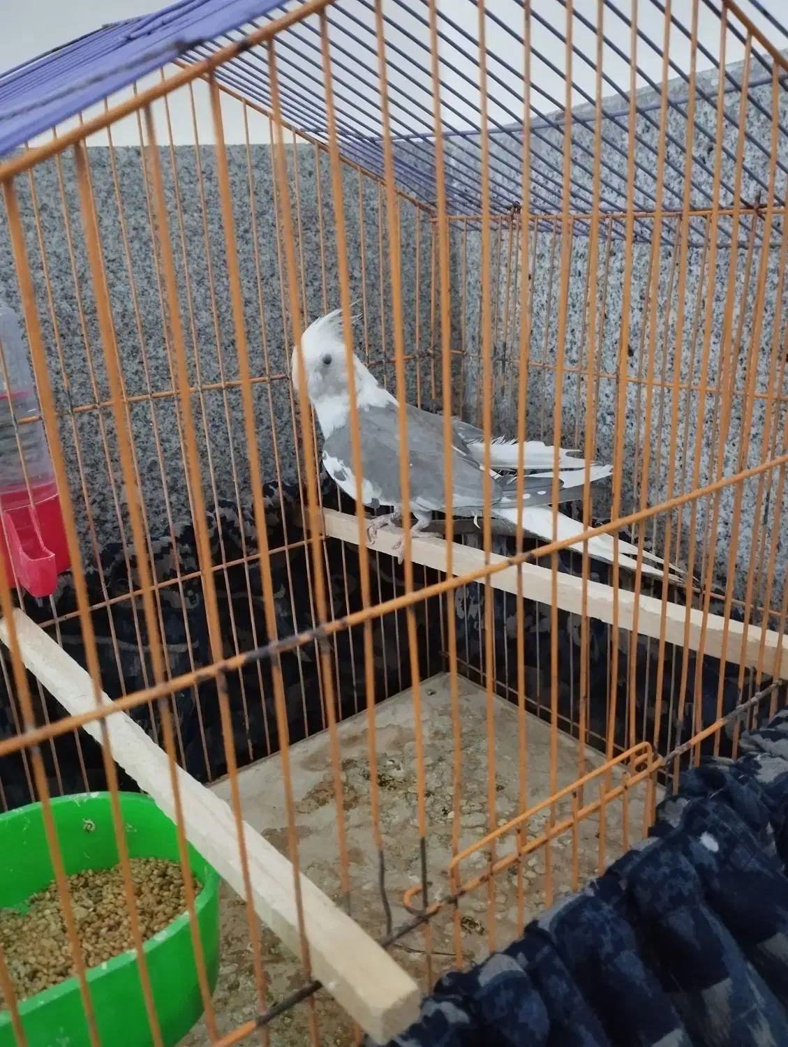 گمشده در محدوده ناظرآباد.دوروز پیش|پرنده|بجنورد, |دیوار