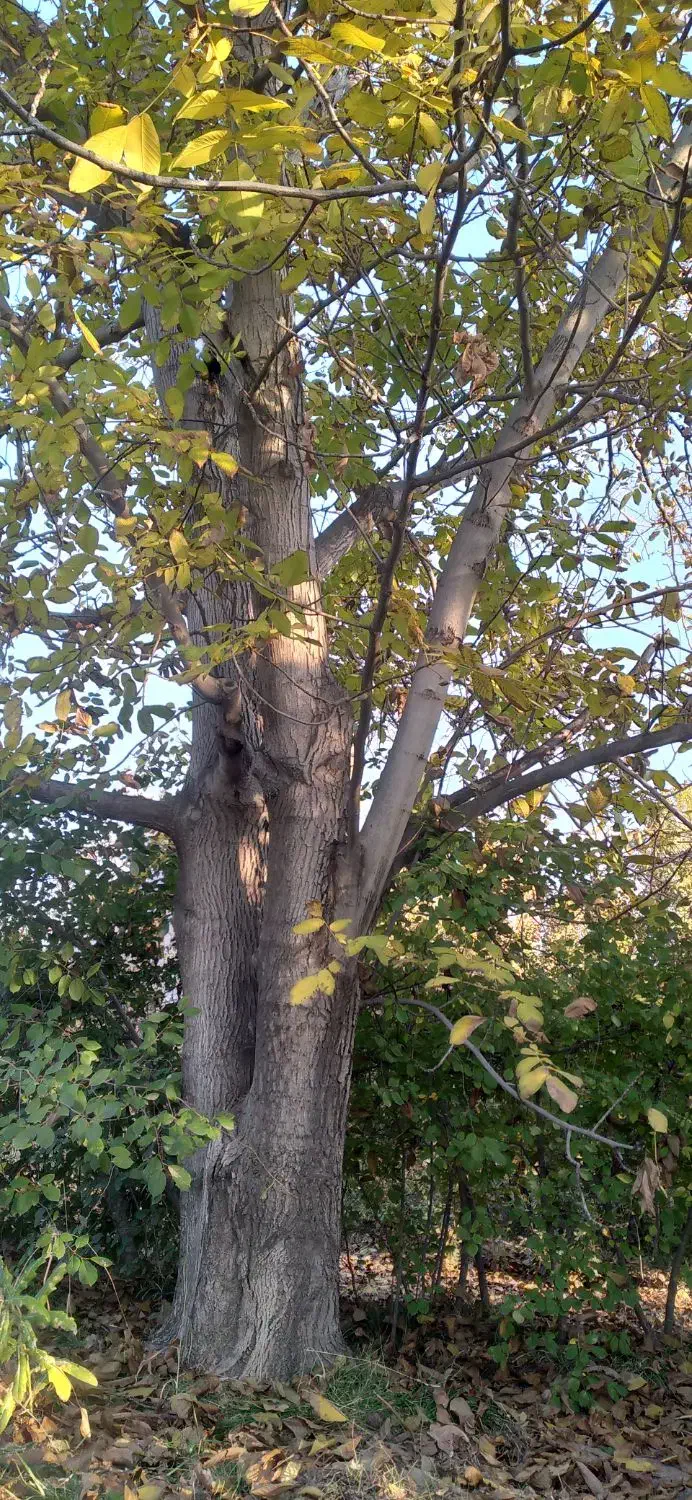 درخت گردو|خدمات باغبانی و درختکاری|یامچی, |دیوار