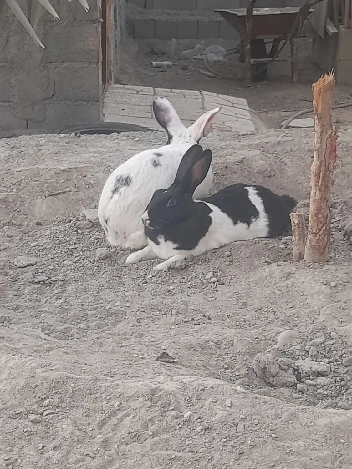 خرگوش|حیوانات مزرعه|میناب, |دیوار