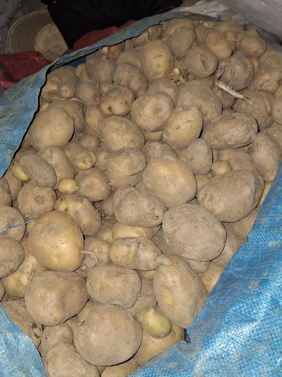 سیبزمینی اسپرید و جیلی|عمدهفروشی|تویسرکان, |دیوار