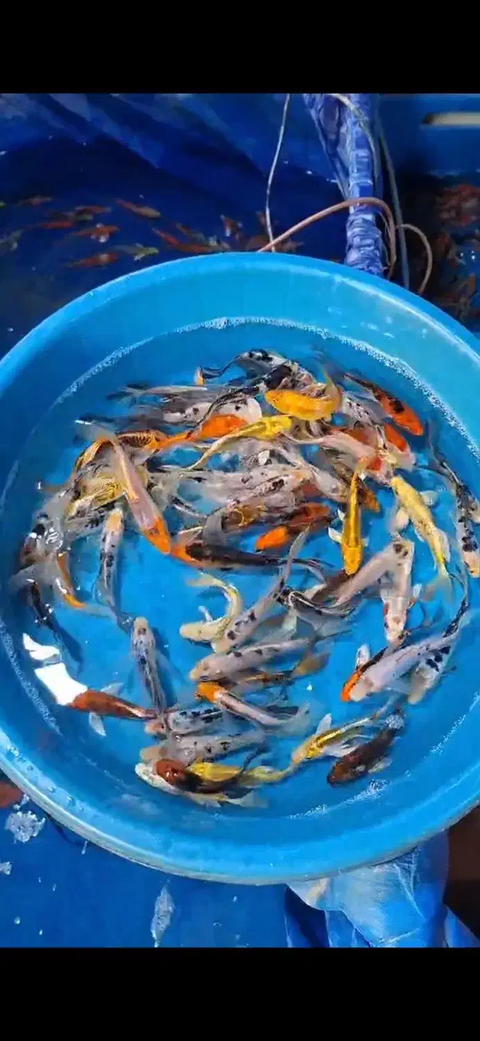 ماهی کوی|ماهی|سیرجان, |دیوار