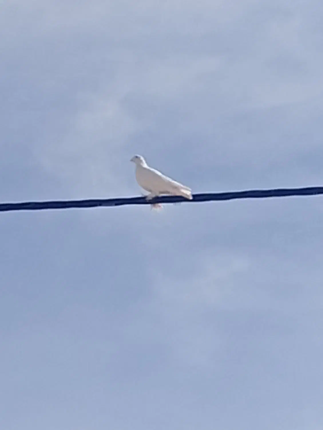 کفتر|پرنده|مهر, |دیوار