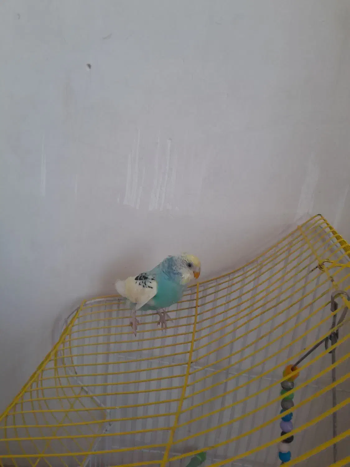 مرغ عشق|پرنده|اردبیل, |دیوار