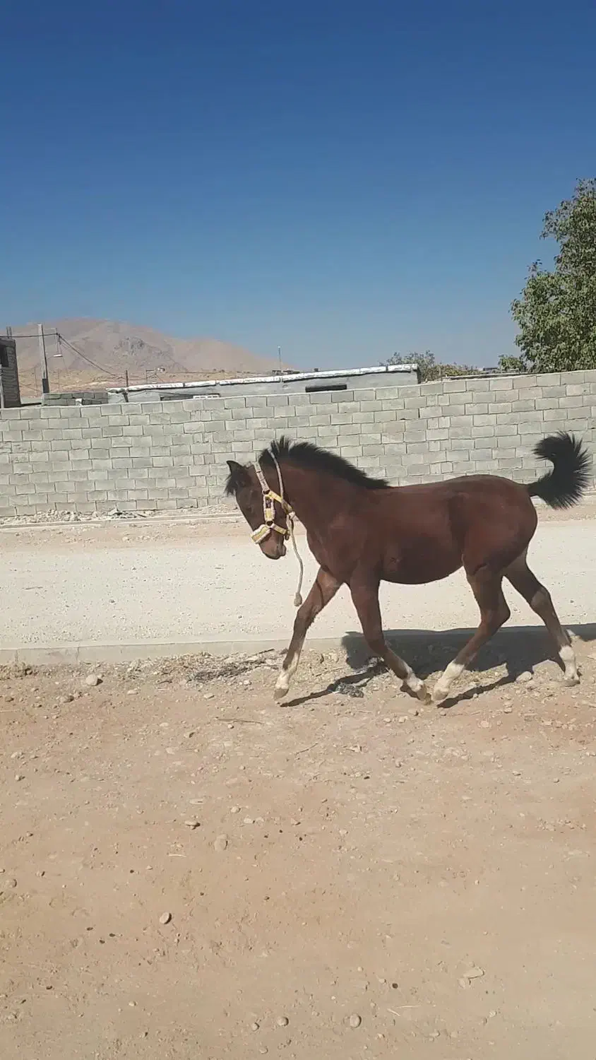 مادیون|اسب و تجهیزات اسب‌سواری|لردگان, |دیوار