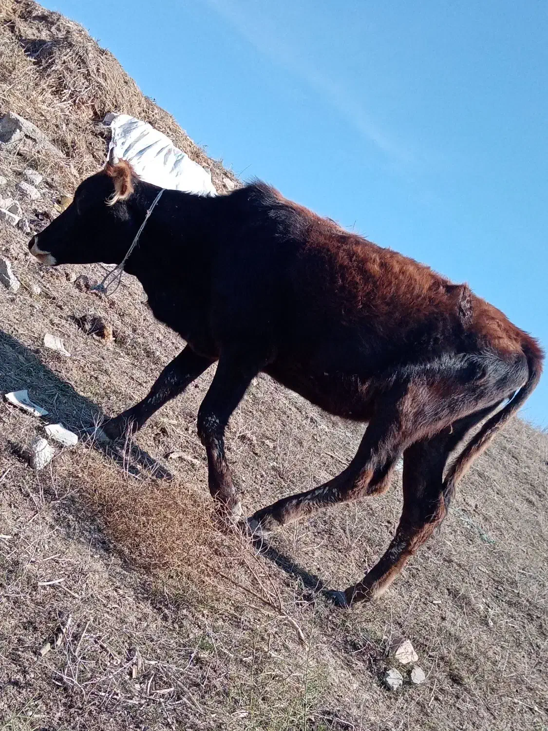 گوساله ماده گوشتی|حیوانات مزرعه|قشلاق دشت, |دیوار