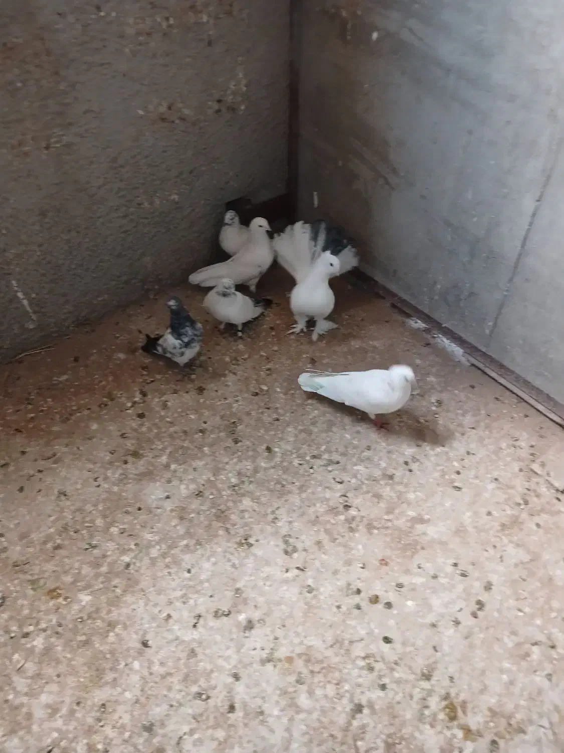 کبوتر|پرنده|نظرآباد, شهرک صنعتی سپهر|دیوار