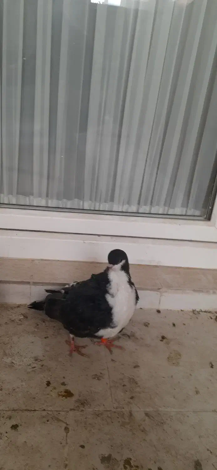 کفتر  صید پرشی کبوتر|پرنده|مشهد, امیریه|دیوار