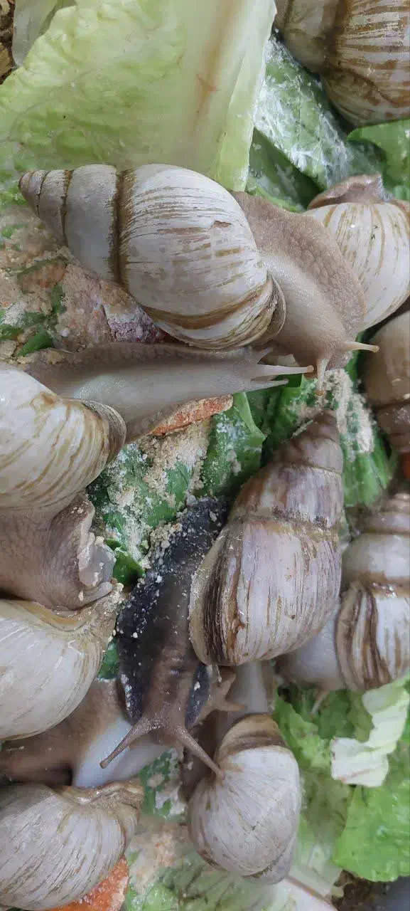 حلزون سوپر مولد و۳۰ کیلو مکمل|خزنده|تهران, تهرانسر مرکزی|دیوار