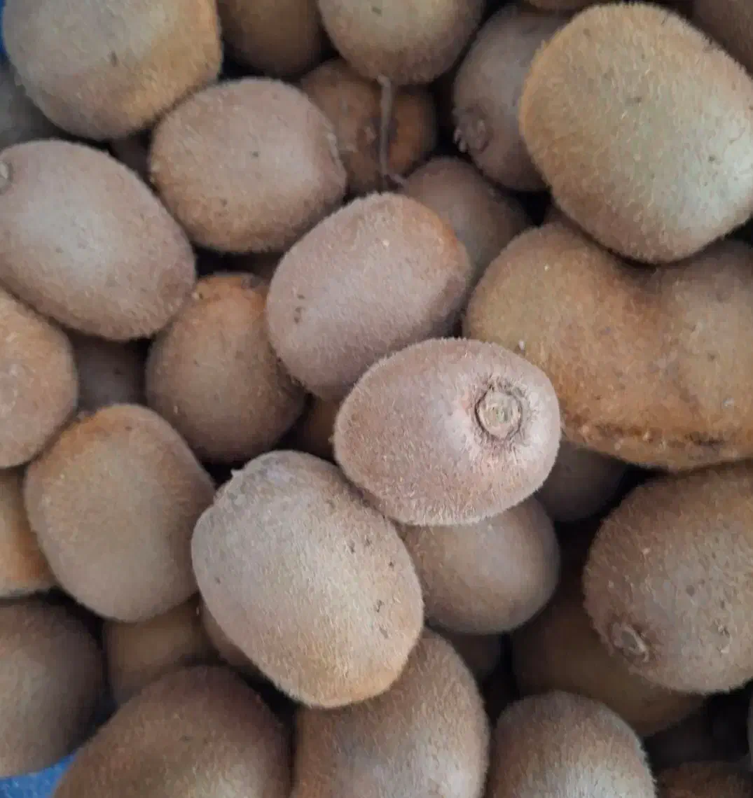 کیوی متوسط|خوردنی و آشامیدنی|تالش, هشتپر|دیوار