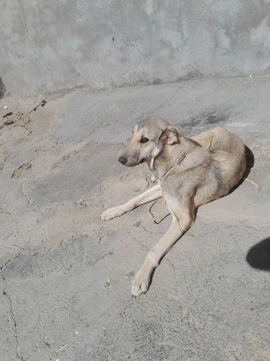 سگ سرابی|سگ|قروه, |دیوار