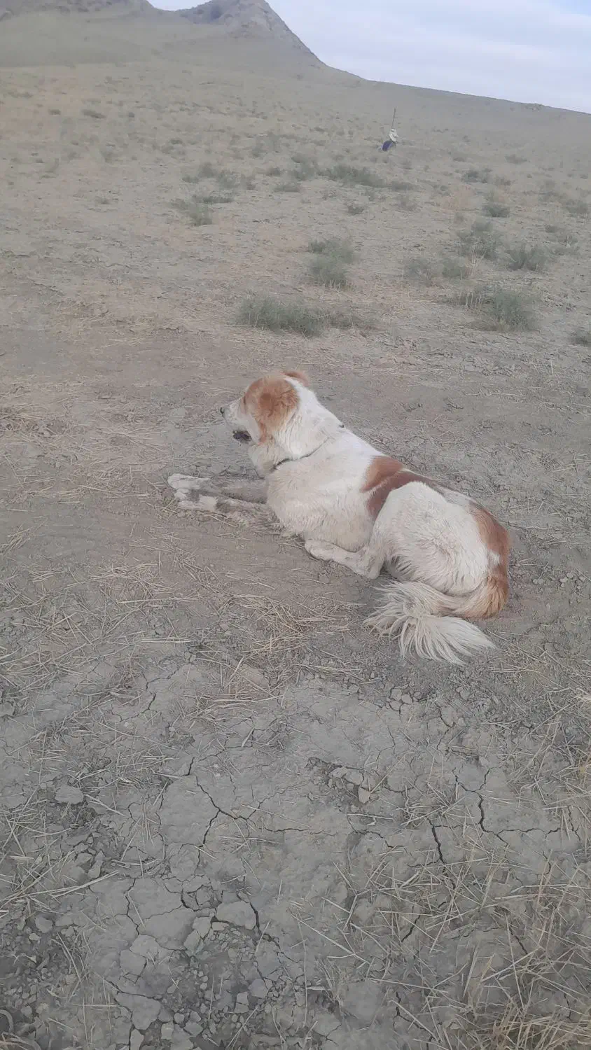 سگگ|سگ|راز وجرگلان, |دیوار