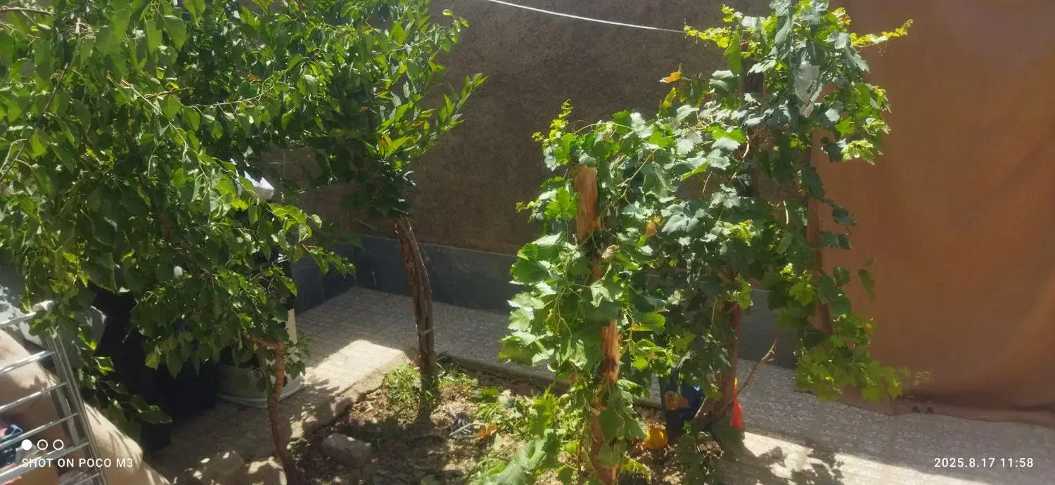 اجاره واحد مسکونی ویلایی حیاط دار|اجارهٔ خانه و ویلا|شاهرود, |دیوار